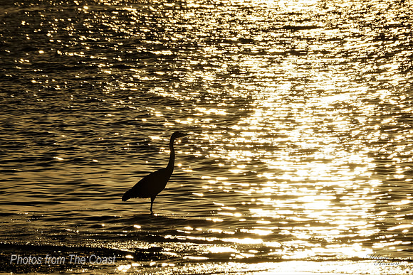 Golden Evening