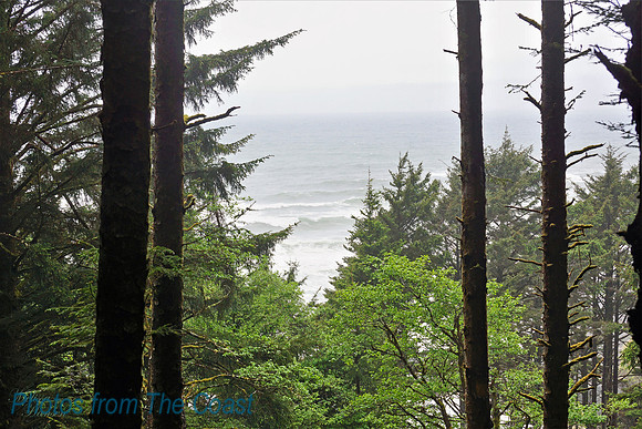Beautiful Coastal Forest