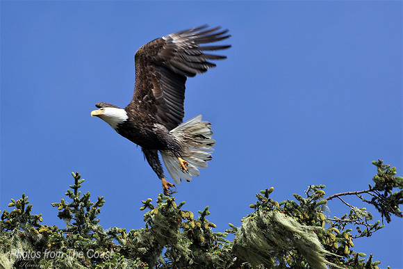 Bald Eagle