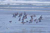 Sandpiper Catching Sun