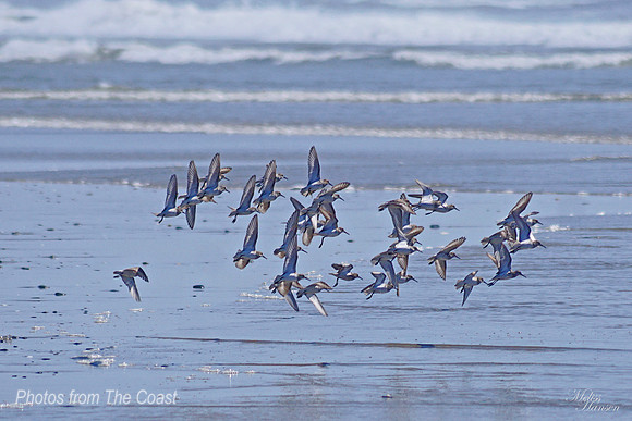 Sandpiper Catching Sun