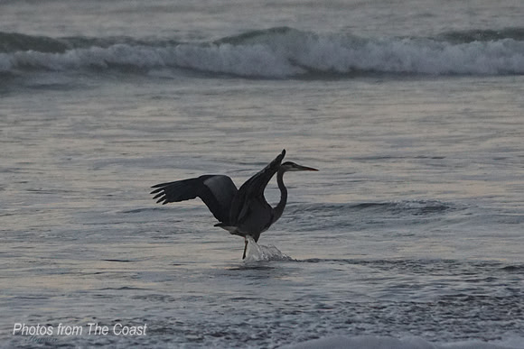 Blue Heron Lands