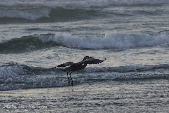 Blue Heron