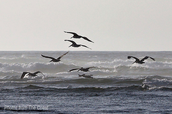 Gliding in The Shallows