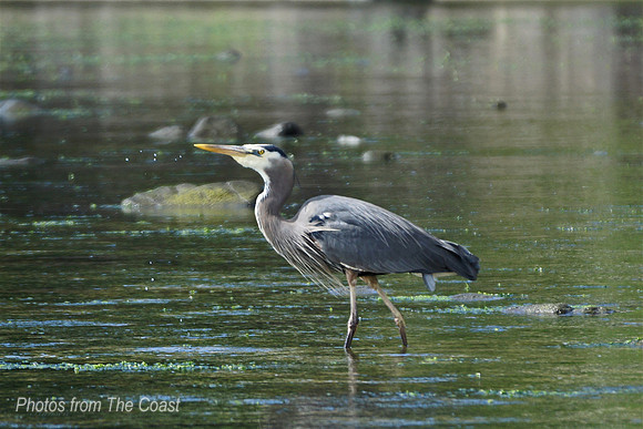 Beautiful Blue Heron