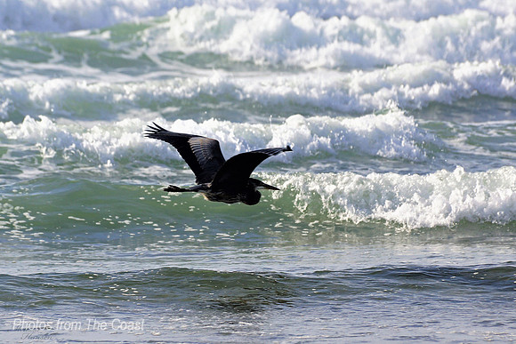 Heron Glides By