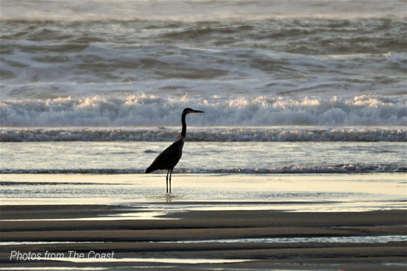 Late Afternoon Light