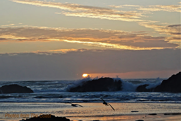Gulls Silently Gliding
