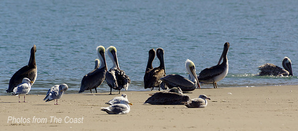 Pelicans and gulls on the shore