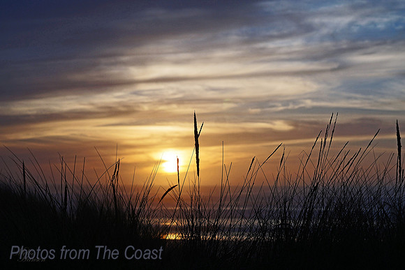 SeaGrass