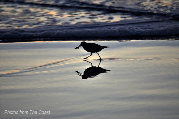 Sandpiper at Dusk