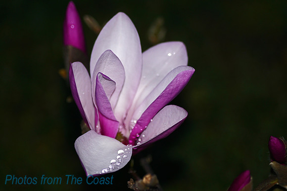 Magnolia in The Rain