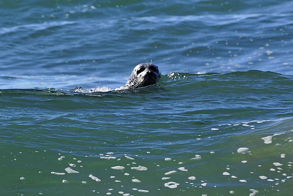 Young Seal