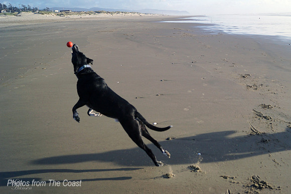 Low Tide Retrieving