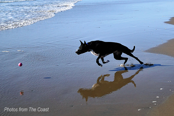 Phillip Retrieving
