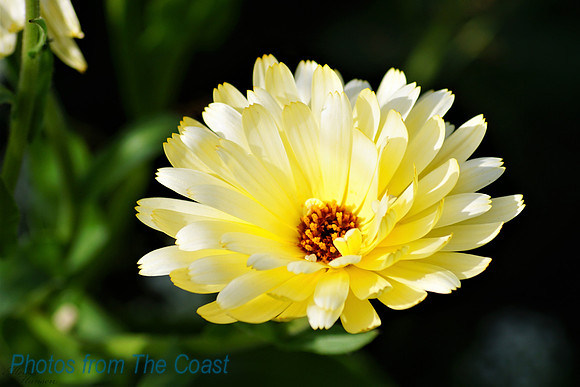 Summer Flower