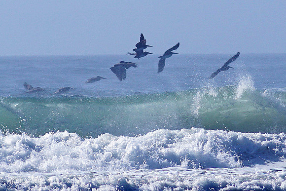 Pelican Gliding