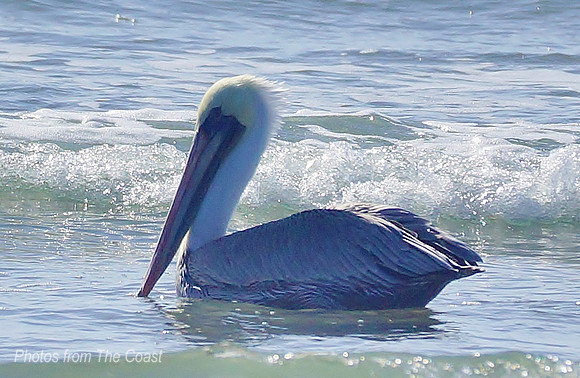 Beautiful Pelican in the Ocean Shallows