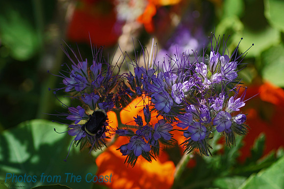 Honey Bee in My Garden