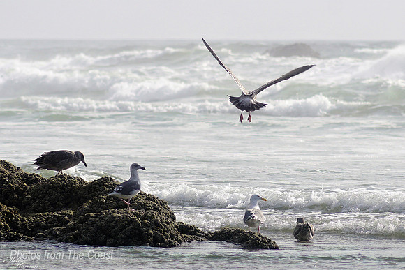 Oregon Coast Gulls