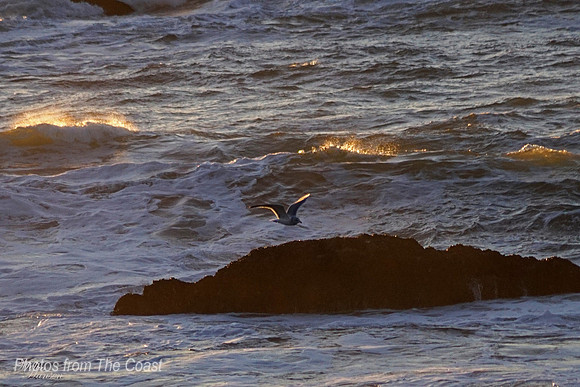 Ocean & Gull