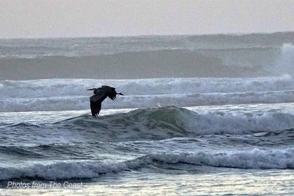 Heron in Flight