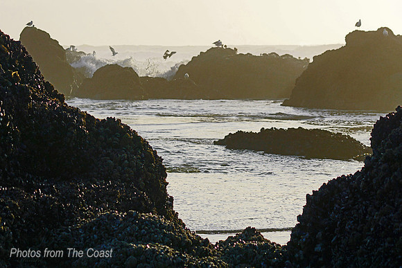 Gulls Playing