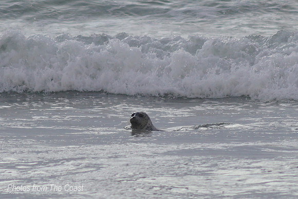 Little Seal