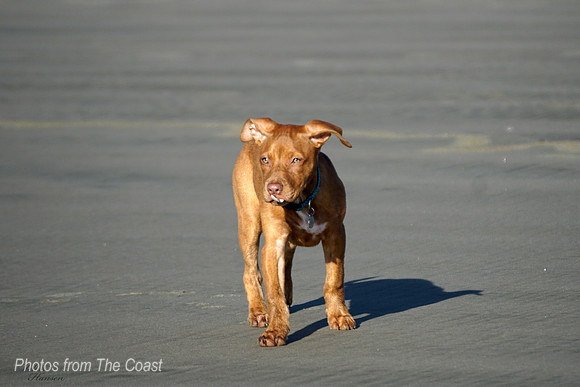 Circe on The Beach