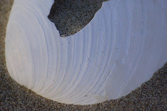 Beuatiful Lines, Patterns and Texture of White Shell