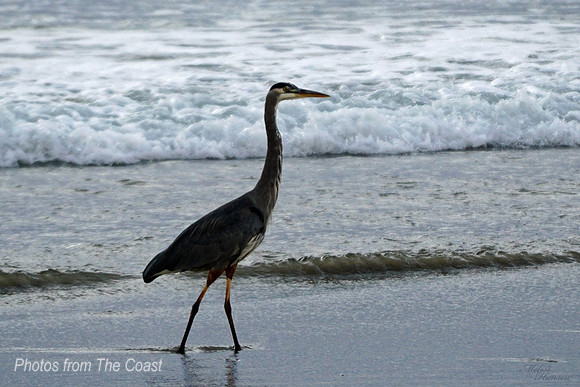 Amazing Pacific NW Blue Heron