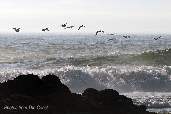 Flying Free