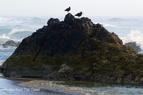 Pacific Oystercatchers