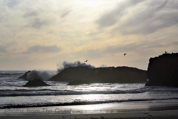 Gulls, Ocean & Basalt