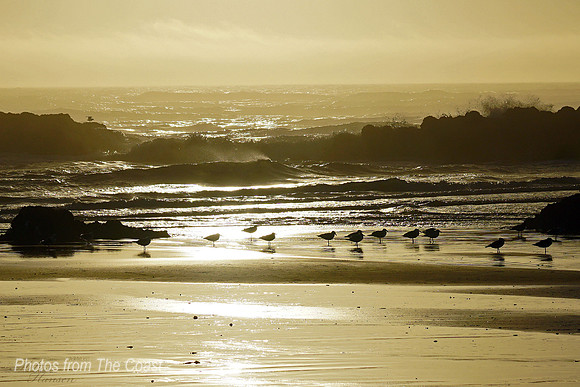 Gulls at Golden Hour