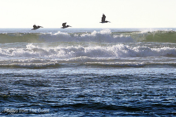Pelican Glide