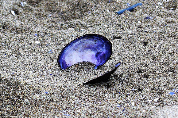 Treasure on The Bay