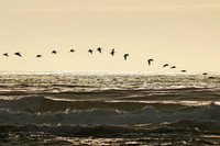 Pelican Glide
