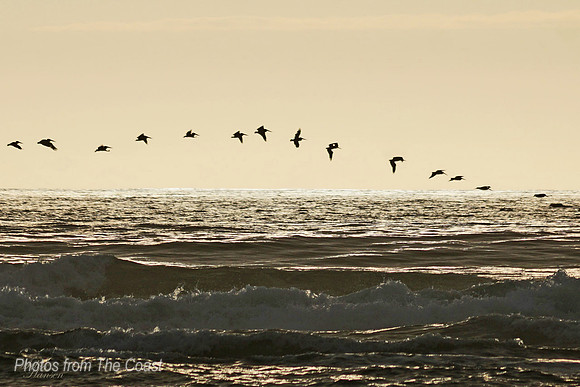 Pelican Glide