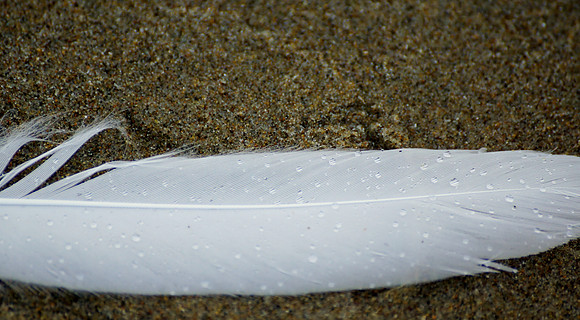 Rain Drops on Feather