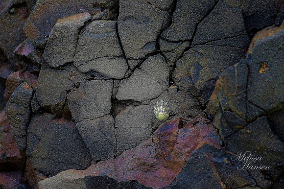 Ocean Rock at Low Tide
