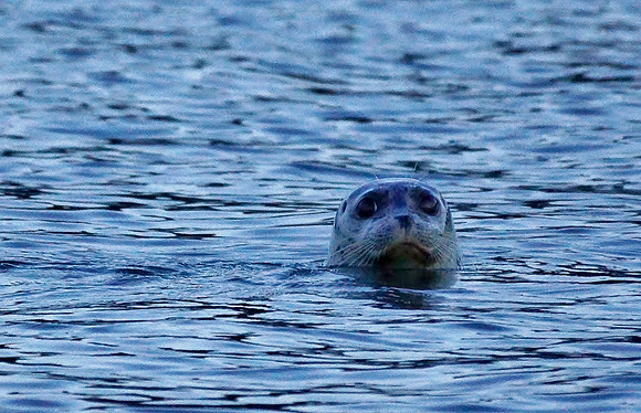 Sweet Baby Seal