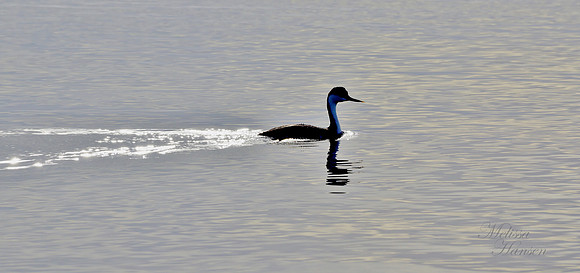 Beautiful Shorebird