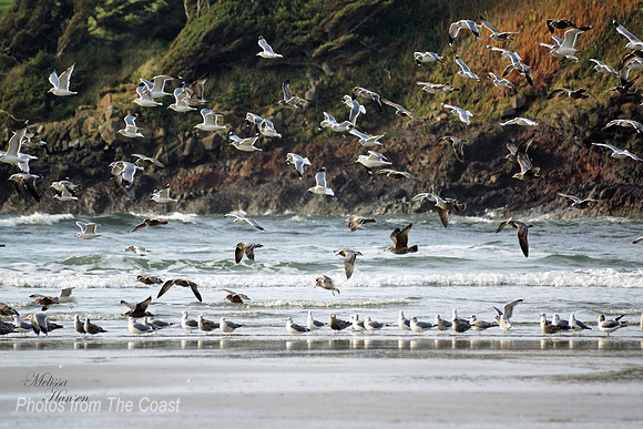 Gull Party