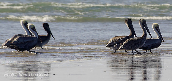 6 Pelican in a Row On The Beach