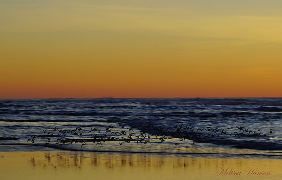 Little shorebirds at Sunset
