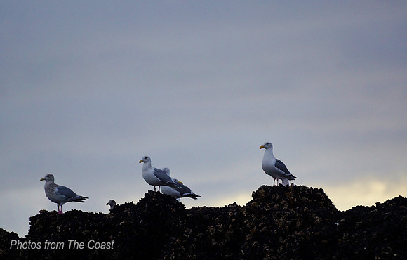 Seagulls at Dusk at Low Tide