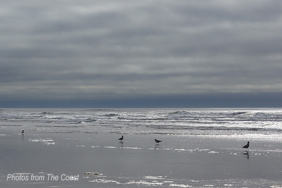 Gulls spread out on gleaming winter beach
