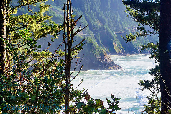 Coastline Through the Trees
