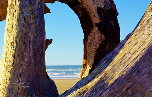 Spring Light on Driftwood